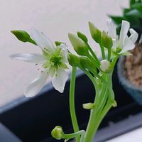 ハエトリソウ,食虫植物,ミッチの会の画像