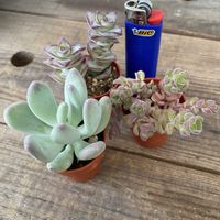 星の王子,桃美人,スプリングワンダー,多肉植物の画像