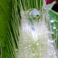 ラグラス,小さな花壇,花のある暮らし,植物好き,自然の不思議の画像