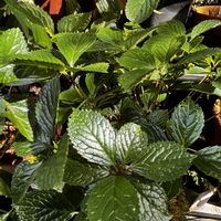 ヒトリシズカ,フタリシズカ,三時草の画像