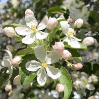 ヒメリンゴ,可愛い,癒し,花散歩,綺麗の画像