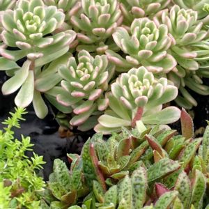 リラシナ,クーペリー,多肉植物 寄せ植え,ジョイスタロック,多肉植物いろいろの画像