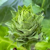 アカンサス,アカンサス,アカンサスの蕾,アカンサスの蕾,癒しの画像