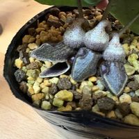 サイシン,カンアオイ,山野草,サカワサイシンの画像