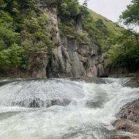 アオダモ,お出掛け先の画像