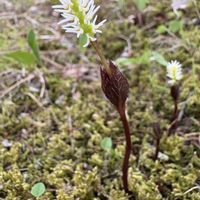 ヒトリシズカ,耐寒性あり,可愛いお花,寒冷地,遅い春の画像