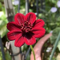 チョコレートコスモス,シラーペルビアナ,いただきもの,春のお花,小さな庭の画像