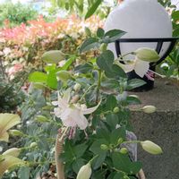 コデマリ,ニンジン,ニンジン,フクシア,フクシアの画像