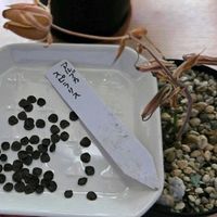 アルブカ,ラピラリス,多肉植物,種子,多肉多肉多肉の画像