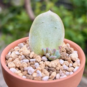 ブラックサバス,多肉植物,鉢植え,葉挿し,エケベリア属の画像