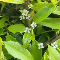 セイヨウヒイラギ,咲いた！,白い花,可愛いお花,お花が好き♡の画像
