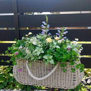 カトレアクローバー,ミニバラ・モカフェローズ,クリーピングタイム,ラミュウム,ペンステモン エレクトリックブルーの画像