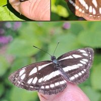 ギボウシ,コムラサキ,シルバープリペット,アナベル,ムラサキサギゴケの画像