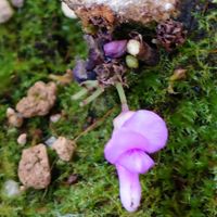 ハナズオウ,ハナズオウ,鉢植,花,ベランダの画像