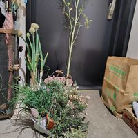 チャイブ,ローズマリー,花かんざし,シルクジャスミン,フィカス　ウンベラータの画像