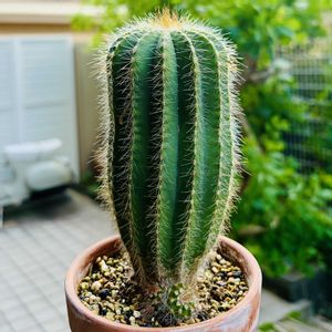 サボテン,栄冠丸,マグニフィクス,栄冠玉,多肉植物の画像