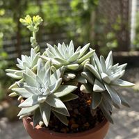 ダドレア グリーニー,ホワイトグリーニー,多肉植物,鉢植え,ダドレアの画像