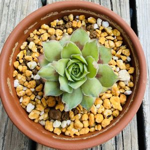 センペルビウム　ゴールドナゲット,多肉植物,子株,鉢植え,ネコ好きの画像