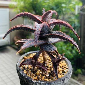 アロエ  ハイブリッド,アロエ　パープルピープルイーター,多肉植物,子株,鉢植えの画像