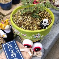 カーネーション,ノイバラ,トキワシノブ,タバリア,ピエールドゥロンサールの画像