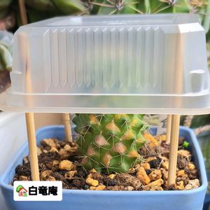 サボテン,白竜丸,東屋(あずまや),ダイソー,植物男子ベランダーの画像