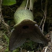 カンアオイ,クロヒメカンアオイ,山野草の画像