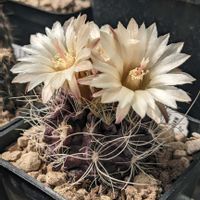 サボテン,サボテンの花,サボテンの寄せ植え,マミラリア属,ネオポルテリア属の画像
