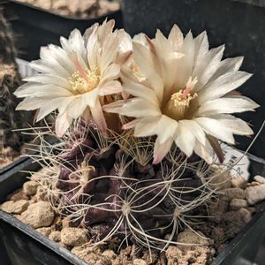 サボテン,サボテンの花,サボテンの寄せ植え,マミラリア属,ネオポルテリア属の画像