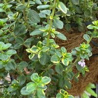 レモンタイム,レモンタイム,ハーブ類,シトラスタイム,ハーブの画像