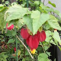アブチロン,散歩の途中の画像