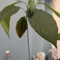 アボカド,花のある暮らし,癒される♡,花と緑のある暮らし,癒し✨の画像