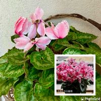 シクラメン,家庭菜園奮闘日記,チーム岐阜,玄関,家庭菜園の画像