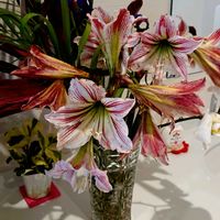 アマリリス,ポインセチア,フィカス　ウンベラータ,葉たばこ,ドーナツ食べ放題の画像