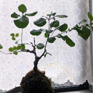 苔玉,復活！,素敵な休日！,寝室の画像