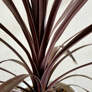 コルジリネ,コルジリネ レッドスター,観葉植物,植え替え,ジャングル化計画の画像
