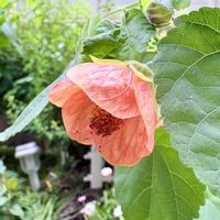 アブチロン,アブチロン,ガーデニング,山野草,我が家の庭の画像
