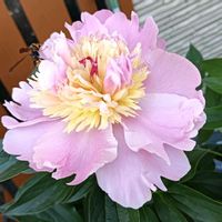 芝生,可愛い,癒される,花のある暮らし,綺麗の画像
