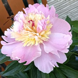 芝生,可愛い,癒される,花のある暮らし,綺麗の画像