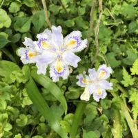 ウワミズザクラ,シャガ,アケビの花,ヤマ フジ,イカキングの画像