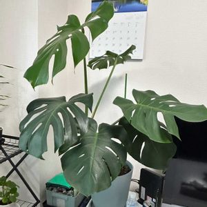 モンステラ,観葉植物,水耕栽培,新芽,リビング・ダイニングの画像