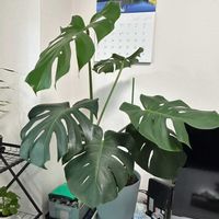 モンステラ,観葉植物,水耕栽培,新芽,リビング・ダイニングの画像