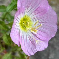 アケビ,ヒルザキツキミソウ,カエデ,山野草,ピンクの花の画像
