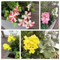 オリーブ,キンギョソウ,シマトネリコ,シロタエギク,ペチュニアの画像