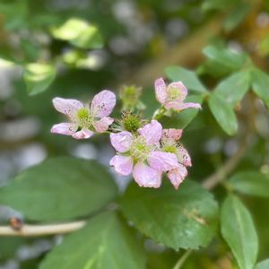 ブラックベリー,ブラックベリーの花,ナチュラルガーデン,ジャンクガーデン,シェードガーデンの画像