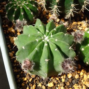 　エキノプシス属,多肉植物,観葉植物,100均,ダイソーの画像