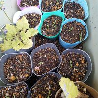パプリカ,ししとう,食べた種から,畑を楽しもう,家庭菜園の画像