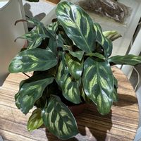カラテア マコヤナ,カラテア フレディ,観葉植物,グリーンのある暮らし,リビング・ダイニングの画像