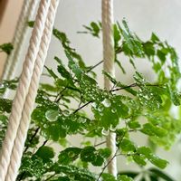アジアンタム,シンゴニウム,パキラ,フィロデンドロン,観葉植物の画像