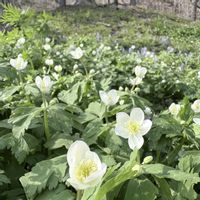 キジムシロ,ツクシ,ニリンソウ,多肉植物いろいろ,エゾヤマザクラの画像