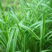 アケビ,ウメ,ホウチャクソウ,マユミ,シマススキの画像